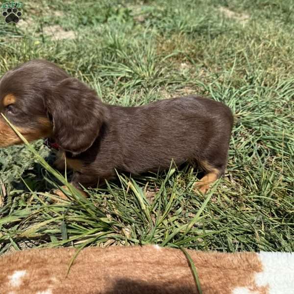 Chocolate, Dachshund Puppy